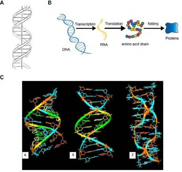 Figure 1. DNA structure and gene expression 