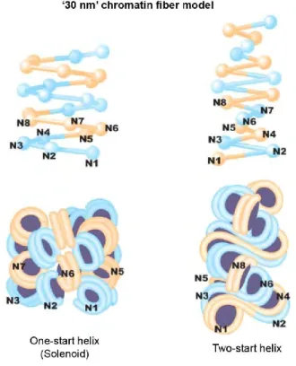 Figure 3. The two main models of the “30 nm” chromatin fibers. The one-start helix is an  interdigitated solenoid