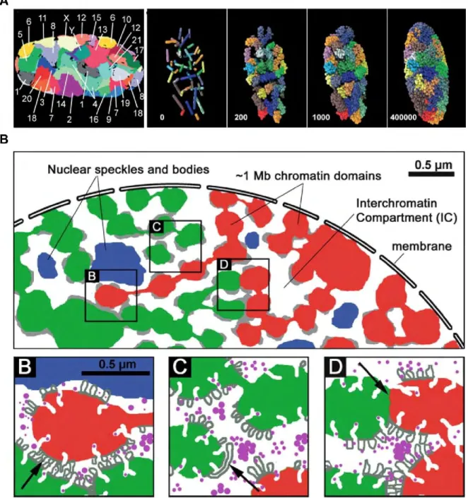 Figure  5.  The  chromosome  territories  and  the  chromosome  territory-interchromatin  compartment model