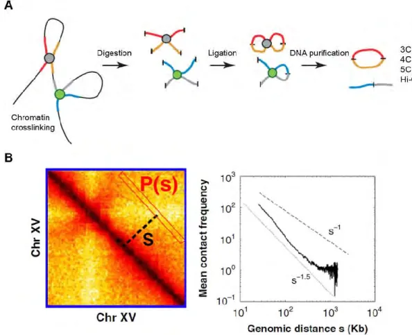 Figure  6.  The  outline  of  the  chromosome  conformation  capture  (3C)  and  3C-based  techniques