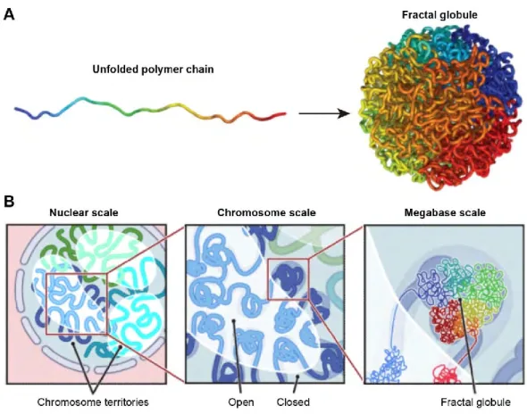 Figure  7.  The  “fractal  globule”  model  of  the  human  chromosomes.  Adapted  from  (Lieberman-Aiden et al., 2009)