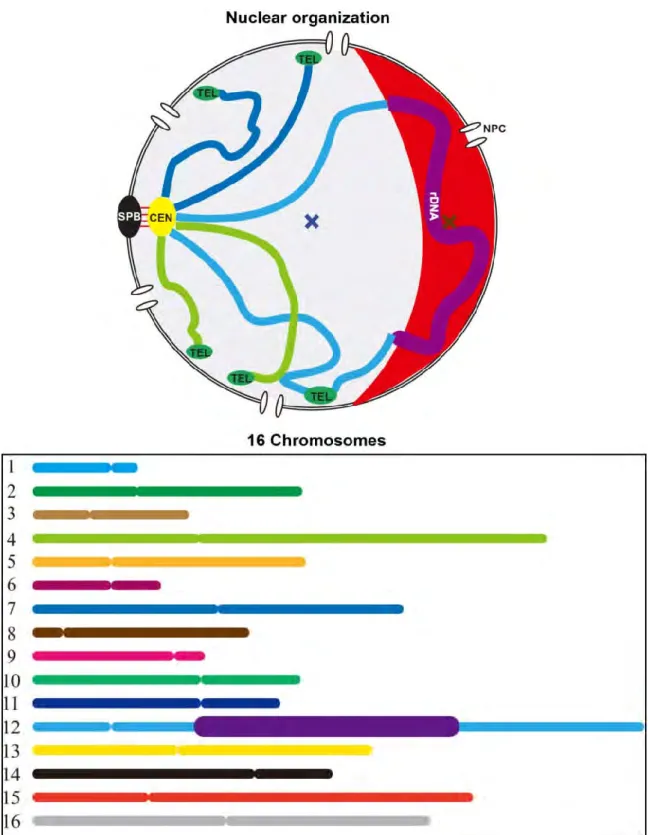 Figure 8. Schematic representation of the yeast nucleus. Chromosome arms are depicted in  color  lines  and  their  centromeres  (CEN)  (yellow  circle)  are  anchored  to  spindle  pole  body  (SPB) (black circle) by microtubules (red lines)