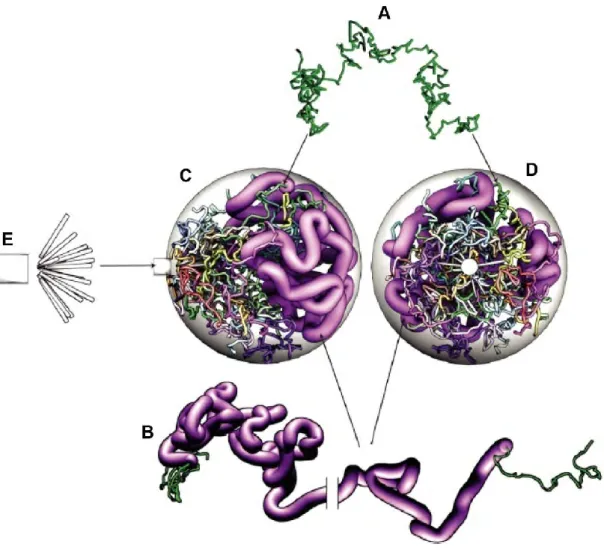 Figure 11. Computational model of the dynamic interphase yeast nucleus. From (Wong et  al., 2012)