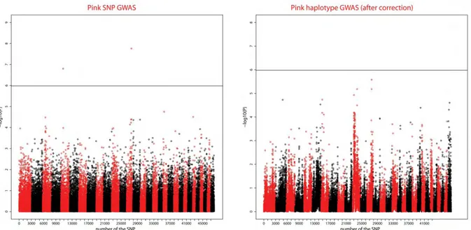 Figure  14 :  Manhattan  plots  des  analyses  d’associations  effectuées  sur  le  caractère  « cou  rose »