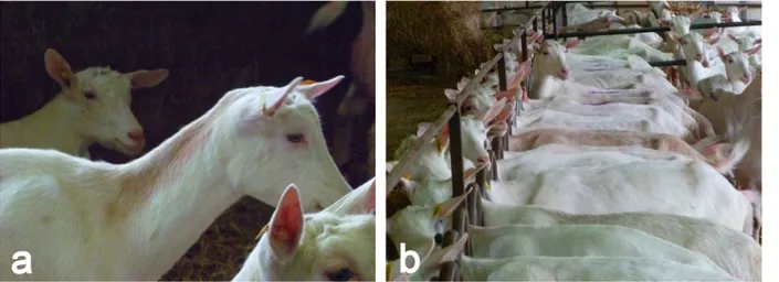 Fig 1. Coat color phenotypes (a) PINK NECK and (b) PINK in the French Saanen breed (Personal pictures)