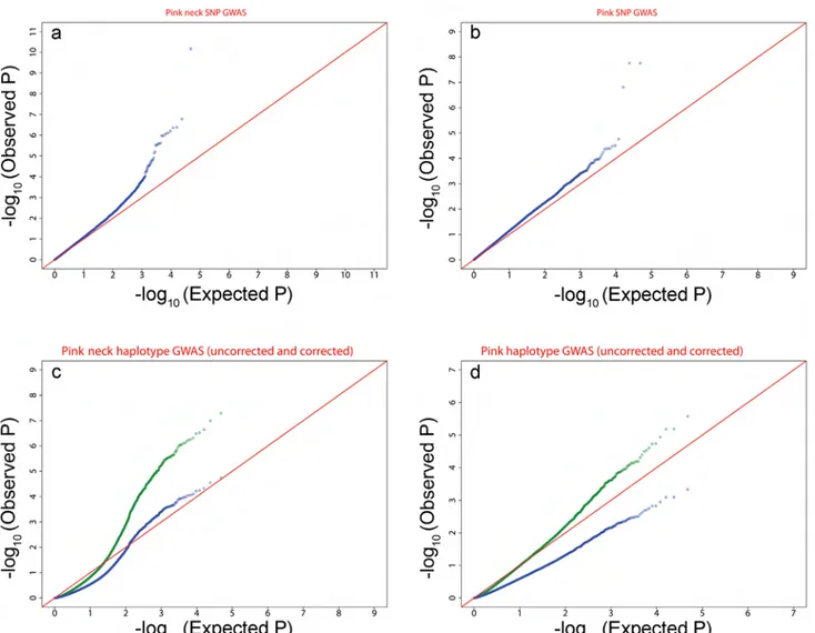 Fig 5 shows the Manhattan plots for the SNP and Haplotype analyses. For the SNP GWAS, 24 chromosome-wise significant SNPs were detected on CHIR11, eight of which had  genome-wise significance