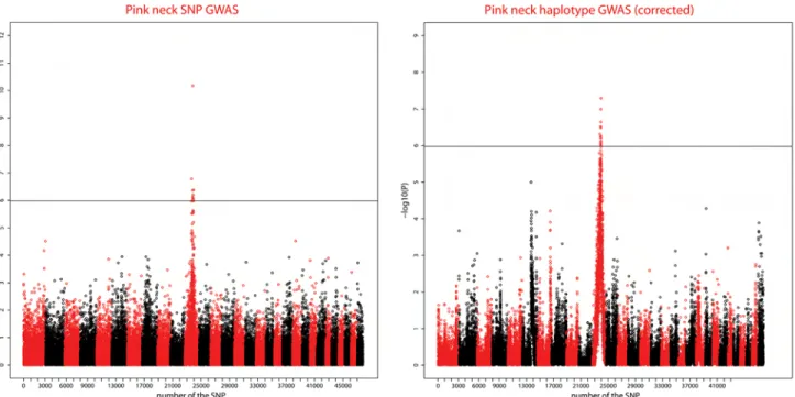 Fig 6 shows Manhattan plots for the SNP and Haplotype analyses. For the SNP GWAS, five chromosome-wise significant SNP were detected on 4 CHIR (see Table 2 )