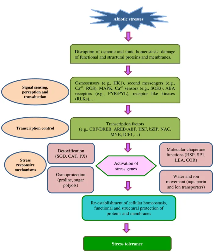 Figure  1.8:  Abiotic  stress  response  model.  Primary  stresses,  such  as  drought,  salinity  and  cold,  are  often 