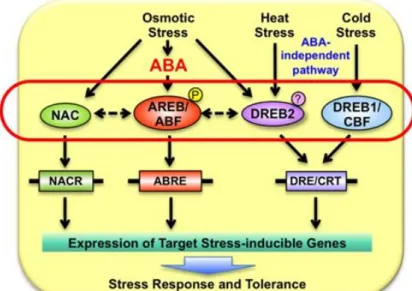 Figure 1.9: ABA dependent and independent pathway in plants. The AREB/ABF TFs are induced by 