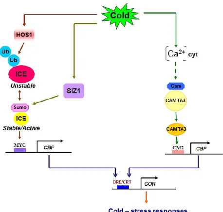 Figure 1.11:  The  DREB  downstream  pathway.  CBF/DREB1A  and  DREB2  genes  regulate  the 