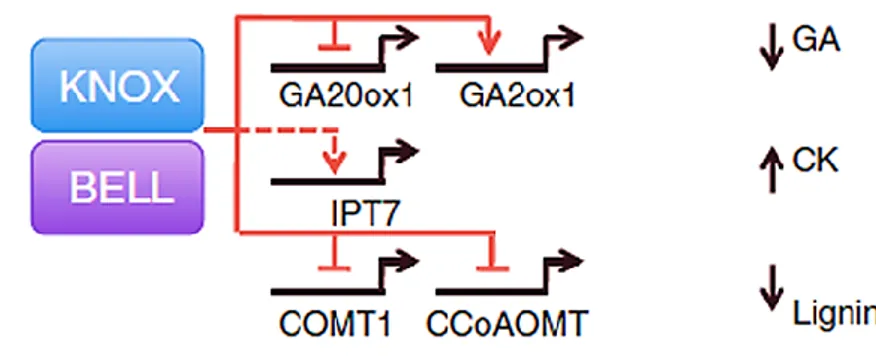 Figure 1.12:  KNOX  target  genes  are  regulated  by  KNOX-BELL  protein  co-factors