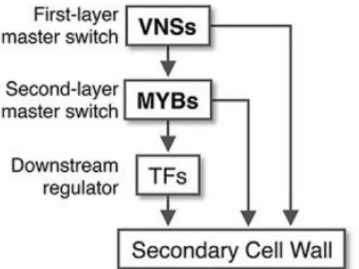 Figure 1.16: Transcriptional network of secondary cell wall formation regulation. Secondary cell wall 