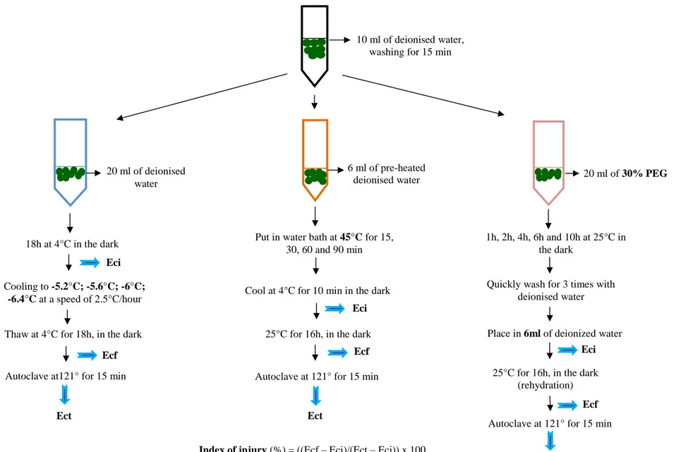 Figure 2.1: Scheme of the method for estimation of injury index in freezing (-5.2, -5.6, -6, -6.4°C), heat (45°C) and drought (30% PEG 6000) condition in  leaf discs of seedlings