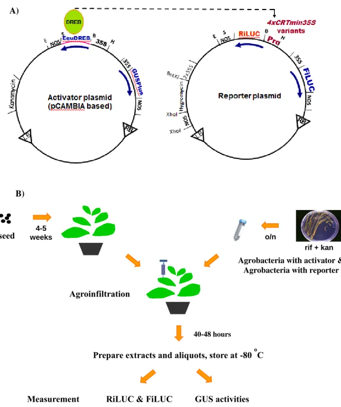 Figure 2.2: Principle of trans-activation via DRE/CRT in tobacco leaves. (A) DREB genes were driven by 35S 