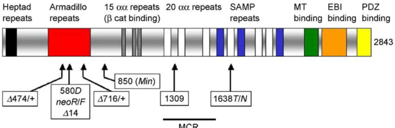 Figure 10. Schema of APC protein and the truncation positions of available                               APC-mutated mice for in vivo studies [85]