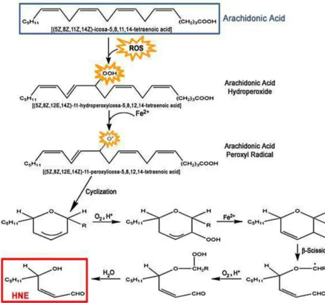 Figure 17. Formation of HNE from arachidonic acid trigerred by free radicals [209]. 