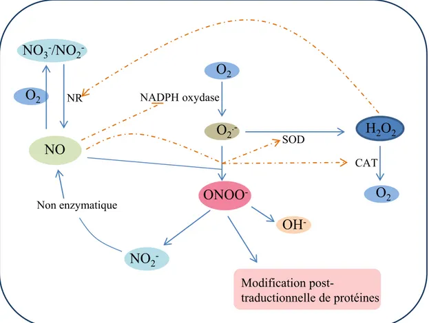 Figure 2: Cross talk entre NO et ROS dans les cellules végétales.  