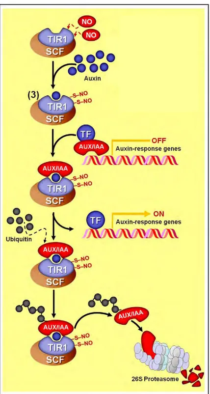 Figure 5:  S-nitrosylation de TIR1 et induction de la voie de signalisation de l’auxine