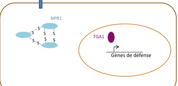Figure 6:  S-nitrosylation de NPR1 et induction des gènes de défense 