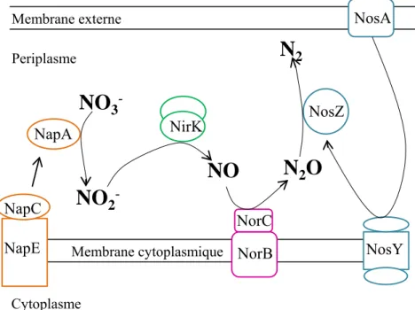 Figure 12: Voie de dénitrification. 