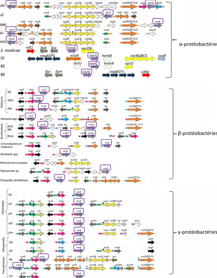Figure 18: Localisation du gène nnrS dans le génome des protéobactéries 