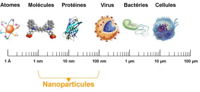 Figure  7:  Gamme  de  tailles  des  nanoparticules  comparée  à  celles  des  principales  structures chimiques et biologiques