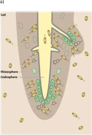 Figure 5 (b) Un modèle de sélection en deux étapes pour la différenciation du microbiome
