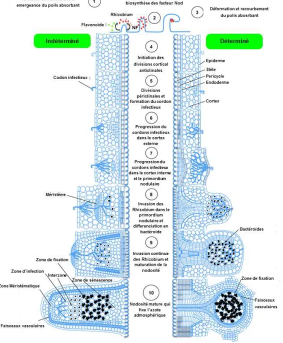 Figure 8 : Formation d’une nodosité indéterminée et déterminée. 