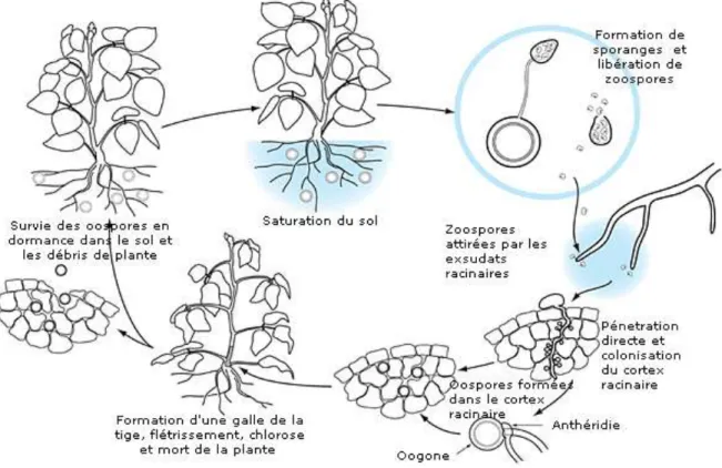 Figure 11: Cycle infectieux de Phytophtora sojae.  
