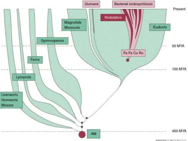 Figure 12: Evolution des endosymbioses racinaires des plantes.  