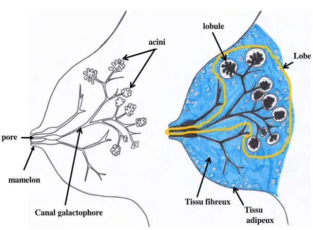 Figure  2.  Schéma  d'Histologie  de  la  glande  mammaire  en coupe  transversale :  Gauche  : 