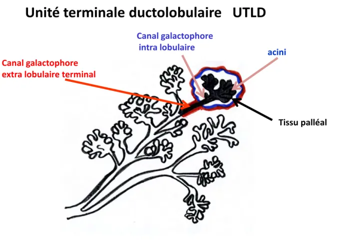 Figure 4 : L'unité terminale ducto-lobulaire : le lobule est entouré par un trait bleu et l'unité 