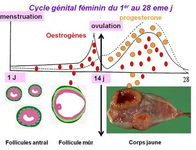 Figure  7.  Cycle  génital  féminin :  relation  structure  ovarienne  et  fonction.  En  haut :  les 