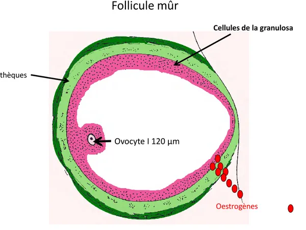 Figure  8.  Follicule  mûr  juste  avant  l'ovulation  :  En  vert  foncé  et  clair  les  thèques,  en  rose  la 