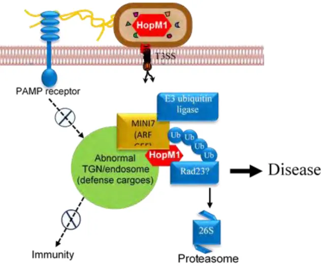 Figure  C1-6.  HopM1  effector  manipulates  components  of  a  putative TGN/endosome- TGN/endosome-associated proteasome degradation machinery