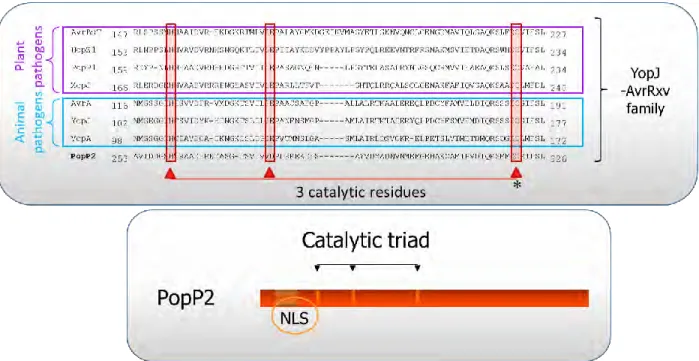 Figure  C1-14.  Sequence  alignment  of  different  members  of  the YopJ/AvrRxv  effector  family from plant and animal bacterial pathogens