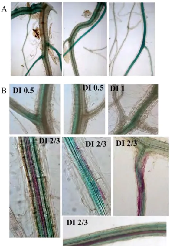 Figure  C2-12b.  P250R:  GUS  expression  in  adult  Col-0  plants  grown  in  soil  and  root  innoculated: A: mock inoculation  with  water