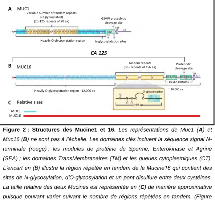 Figure  2 :  Structures  des  Mucine1  et  16.  Les  représentations  de  Muc1  (A)  et 