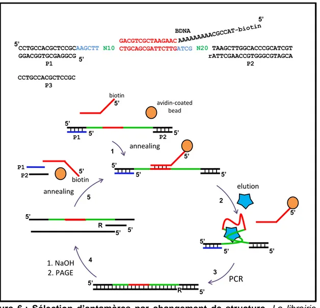 Figure  6 :  Sélection  d’aptamères  par  changement  de  structure.  La  librairie  est 