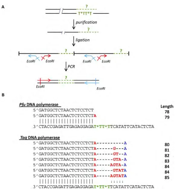 Figure 4. Sequences of sense single-strand DNA obtained with R 2CNA . A) Schematic representation of the strategy used for cloning