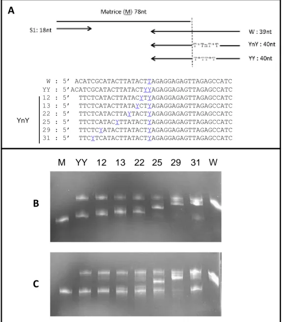 Figure 13 : Comportement des ADN polymérasesTaq et Pfu face à des matrices 