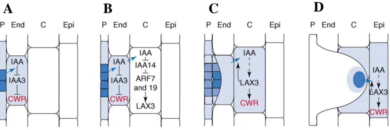 Figure 1.22 • Effet de l’auxine sur l’émergence du primordium de racine latérale chez 