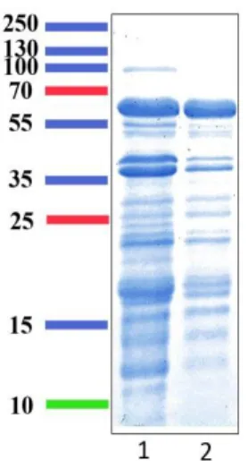 Figure 19 : Séparation des protéines de l’extrait brut par précipitation au (NH4) 2 SO 3