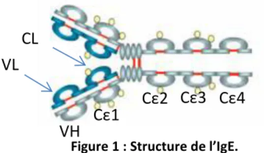Figure 1 : Structure de l’IgE.  D’après Coline Plé, IPL, Université de Lille 2 