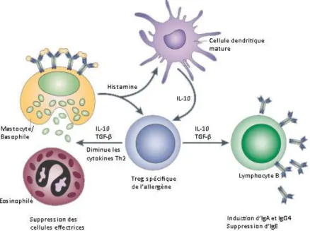 Figure 5 : Influence des T reg  sur la différenciation en Th2   D’après Nature Reviews Immunology – 2003 