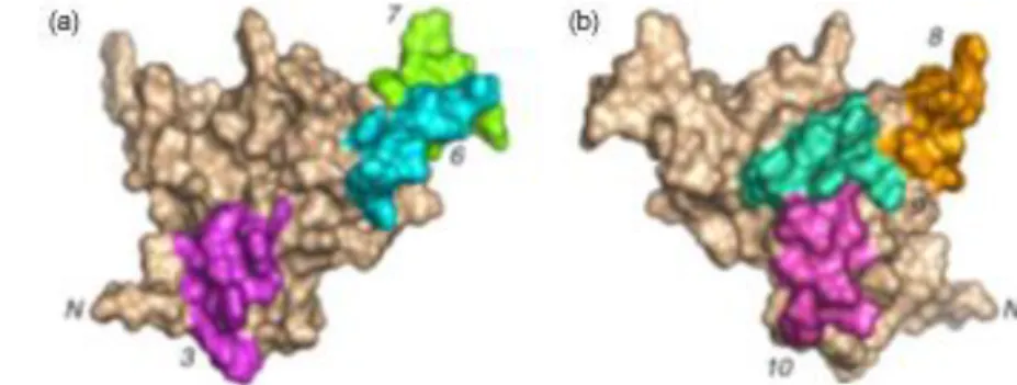 Figure 9 : Surfaces moléculaire de l’albumine 2S Ara h 2  a) Représentation des épitopes B majeurs – 3, 6 et 7 (N-terminal à gauche)  b) Représentation des épitopes B majeurs  - 8, 9 et 10 (N-terminal à droite)  D’après (Barre, A