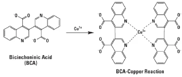 Figure 17 : Réaction chimique du dosage au BCA   A/ Schéma réactionnel de la réaction du Biuret  B/ Formation du complexe BCA–Cu + 
