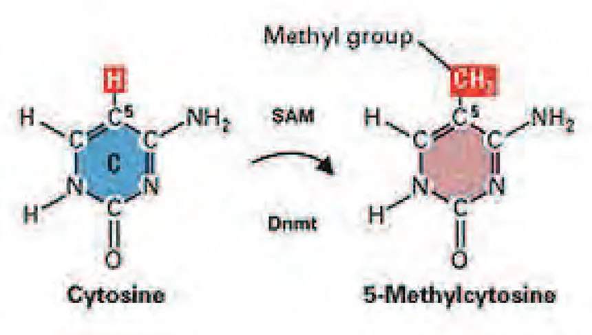 Figure 2 . Schematic representation of DNA methylation. 