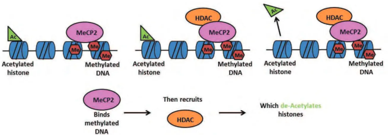 Figure 3. Crosstalk between DNA methylation and histone deacetylation. 