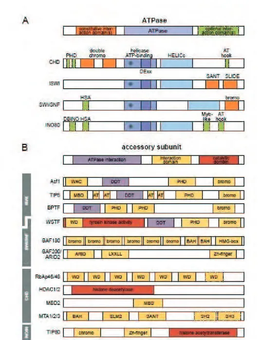 Figure  4. Protein  domain  structure  of  chromatin  remodeling  complexes.  Chromatin  remodeling  complexes  consist  of  a  catalytic  ATPase,  which  belongs  to  the  SF2  helicase  superfamily,  and  accessory  regulatory  subunits